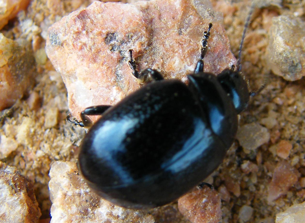 Chrysolina haemoptera corvina